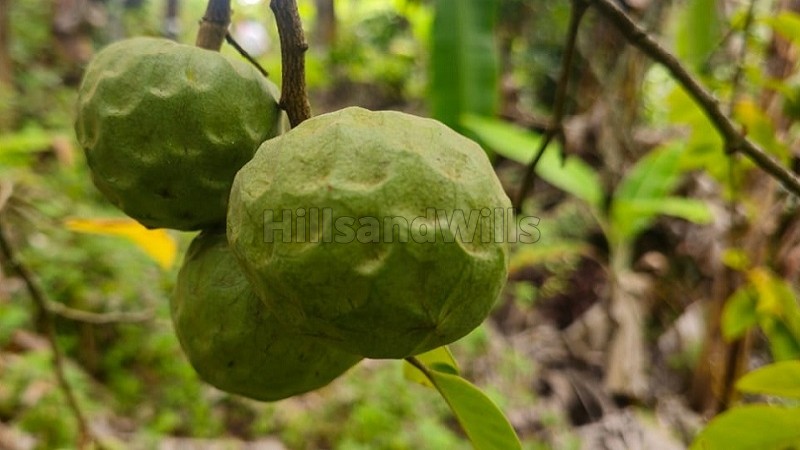 ₹7.26 Cr&nbsp;|&nbsp;22 acres agriculture land for sale  in vadakavunji kodaikanal