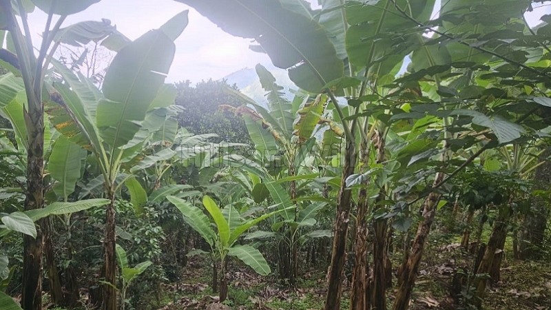 ₹7.26 Cr&nbsp;|&nbsp;22 acres agriculture land for sale  in vadakavunji kodaikanal