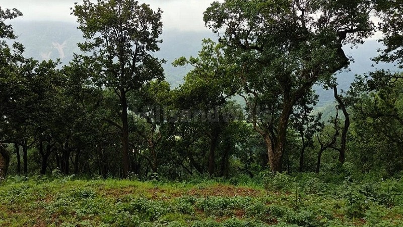 ₹1 Cr&nbsp;|&nbsp;10 nali agriculture land for sale  in manila near almora / nainital