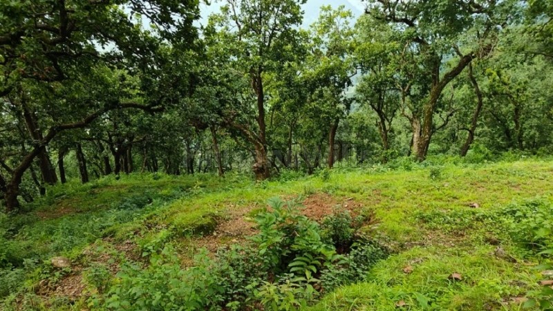 ₹1 Cr&nbsp;|&nbsp;10 nali agriculture land for sale  in manila near almora / nainital