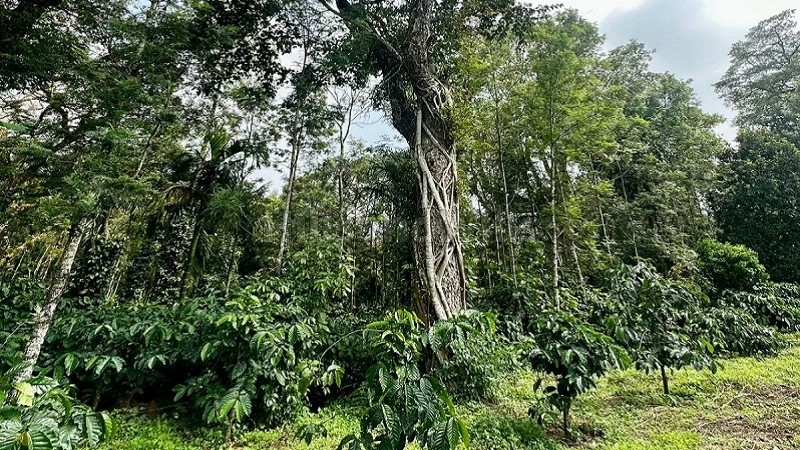 ₹3.40 Cr | 4 acres coffee estate for sale in somwarpet coorg
