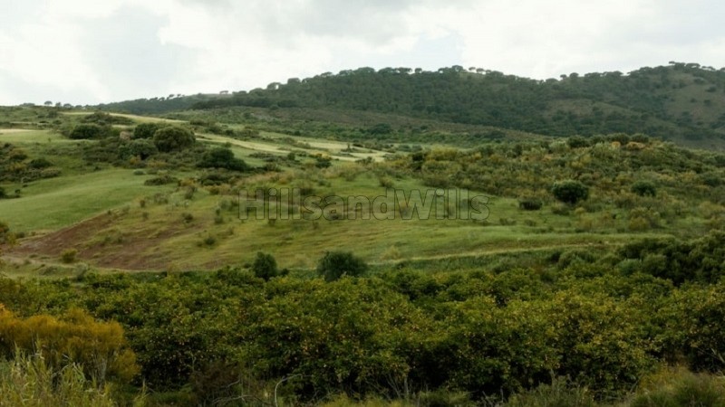 14 acres agriculture land for sale  in thalamokkai kotagiri