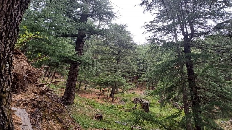 ₹1.38 Cr&nbsp;|&nbsp;19 biswa commerical land for sale  near main market narkanda nh-5, shimla
