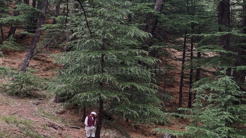 ₹1.38 Cr&nbsp;|&nbsp;19 biswa commerical land for sale  near main market narkanda nh-5, shimla