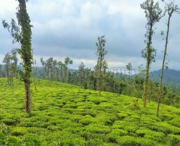 50 acres coffee and tea estate for sale  in bitherkad gudalur