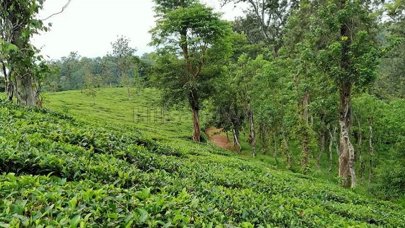 ₹14 Cr&nbsp;|&nbsp;50 acres coffee and tea estate for sale  in bitherkad gudalur