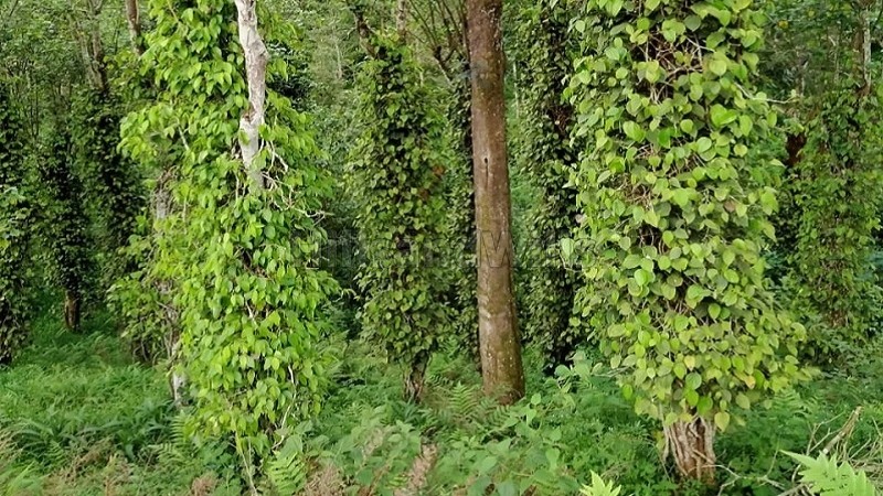 ₹14 Cr&nbsp;|&nbsp;50 acres coffee and tea estate for sale  in bitherkad gudalur