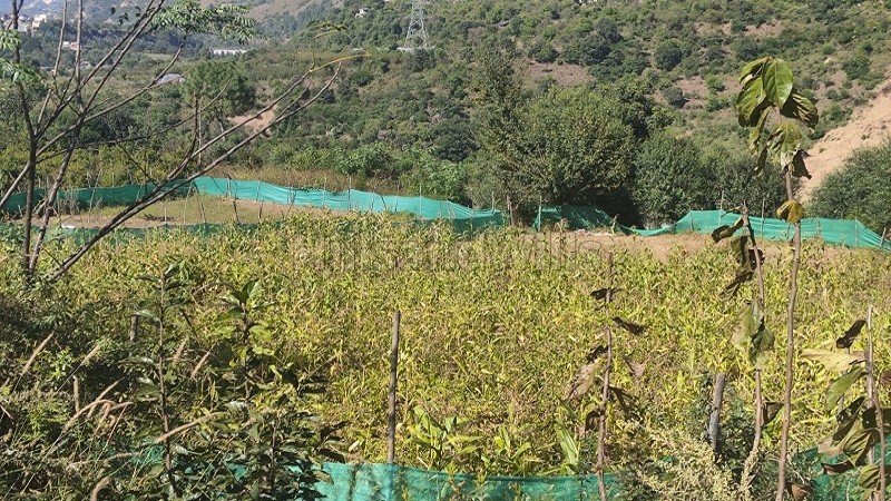 ₹40 Lac&nbsp;|&nbsp;8712 sq.ft. agriculture land for sale  in aut kullu-manali