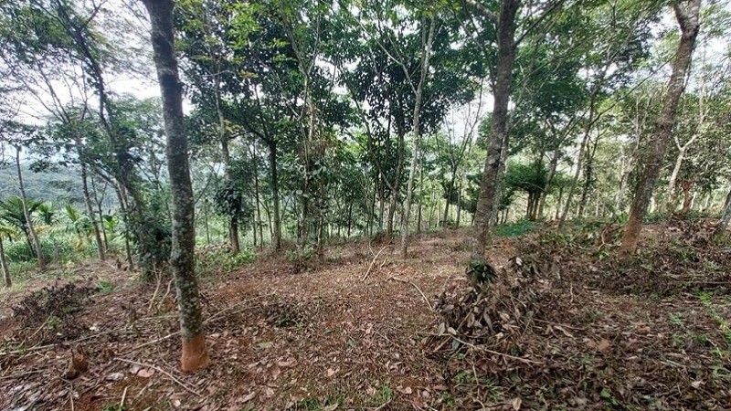 ₹40 Lac&nbsp;|&nbsp;1 acres rubber estate for sale  in mananthavady wayanad