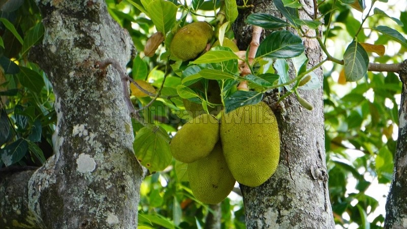 ₹2.24 Cr&nbsp;|&nbsp;7 acres agriculture land for sale  in vadakavunji kodaikanal