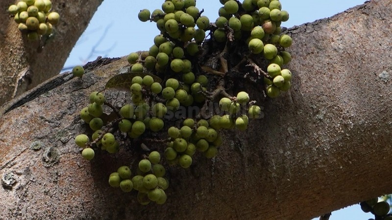 ₹2.24 Cr&nbsp;|&nbsp;7 acres agriculture land for sale  in vadakavunji kodaikanal