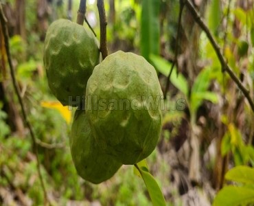 6 acres agriculture land for sale  in vadakavunji kodaikanal