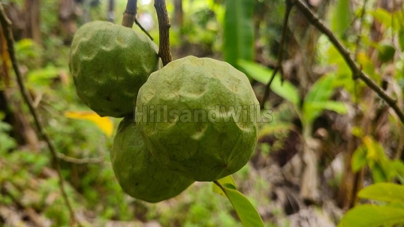 ₹1.10 Cr&nbsp;|&nbsp;6 acres agriculture land for sale  in vadakavunji kodaikanal