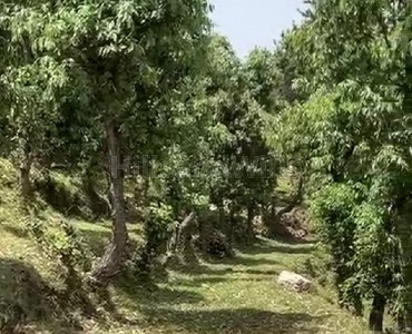 40 nali agriculture land for sale  in almora near nainital
