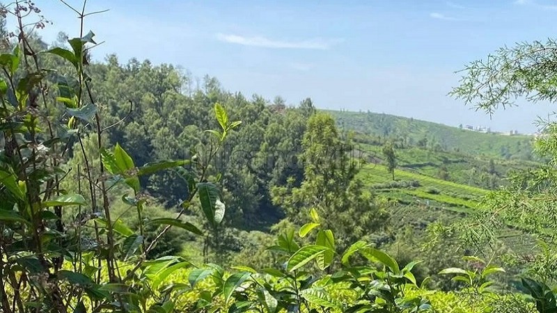 ₹55 Lac&nbsp;|&nbsp;22 cents agriculture land for sale  in balacola ooty