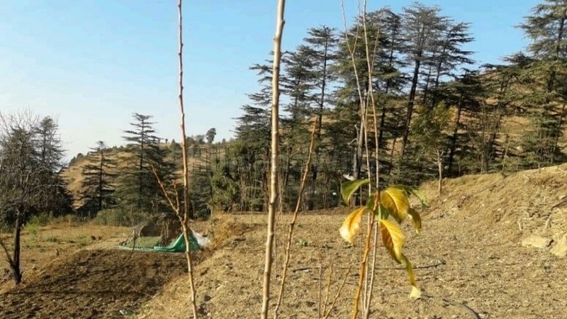 ₹7.50 Lac&nbsp;|&nbsp;10 bigha agriculture land for lease  in mashobra shimla