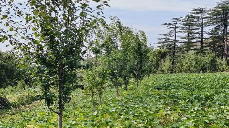 ₹7.50 Lac&nbsp;|&nbsp;10 bigha agriculture land for lease  in mashobra shimla