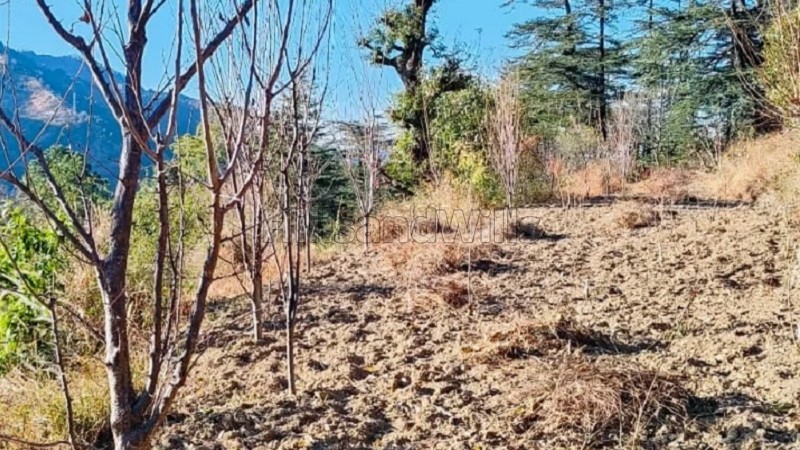 ₹7.50 Lac&nbsp;|&nbsp;10 bigha agriculture land for lease  in mashobra shimla