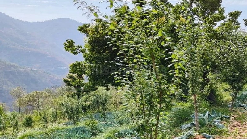 ₹7.50 Lac&nbsp;|&nbsp;10 bigha agriculture land for lease  in mashobra shimla