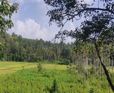125 cents  agriculture land with rubber plantation for sale  in nadavayal wayanad