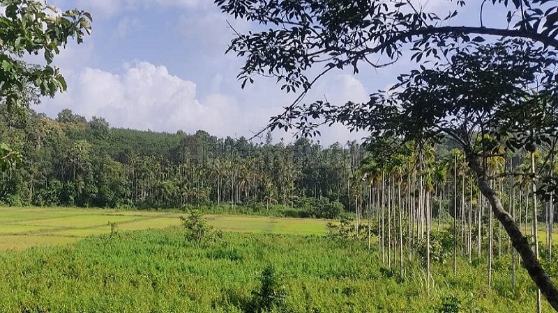 ₹45 Lac&nbsp;|&nbsp;125 cents  agriculture land with rubber plantation for sale  in nadavayal wayanad