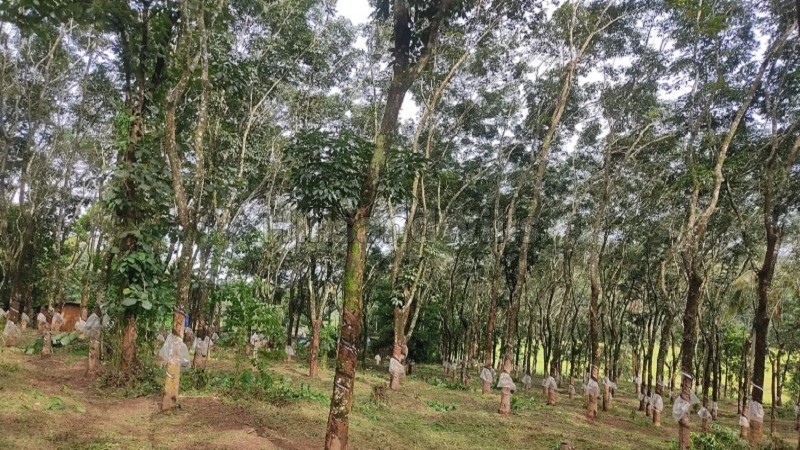 ₹45 Lac&nbsp;|&nbsp;125 cents  agriculture land with rubber plantation for sale  in nadavayal wayanad
