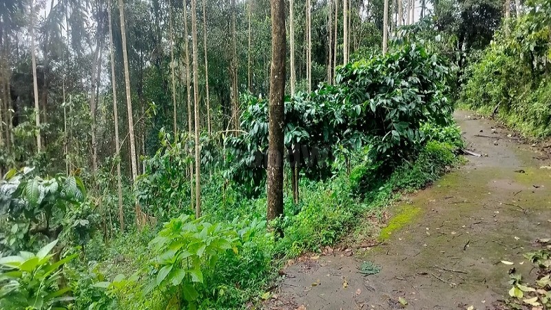 ₹40 Lac&nbsp;|&nbsp;53 cents residential plot for sale  in chunda wayanad