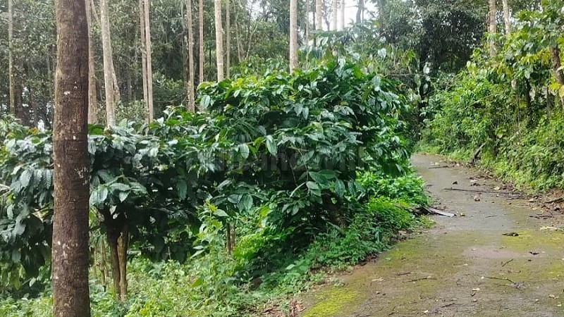 ₹40 Lac&nbsp;|&nbsp;53 cents residential plot for sale  in chunda wayanad