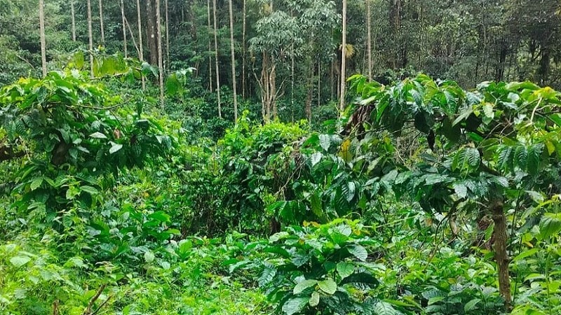 ₹40 Lac&nbsp;|&nbsp;53 cents residential plot for sale  in chunda wayanad