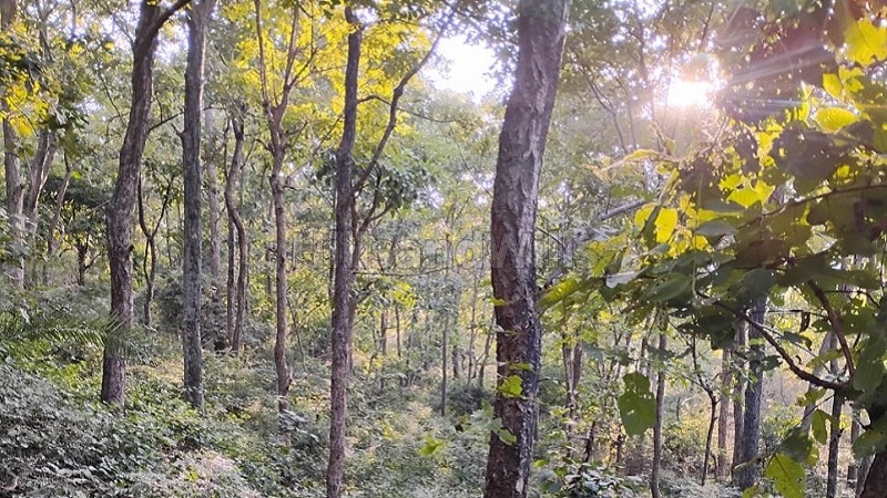 ₹70 Lac&nbsp;|&nbsp;12 bigha agriculture land for sale  in kasauli hills solan