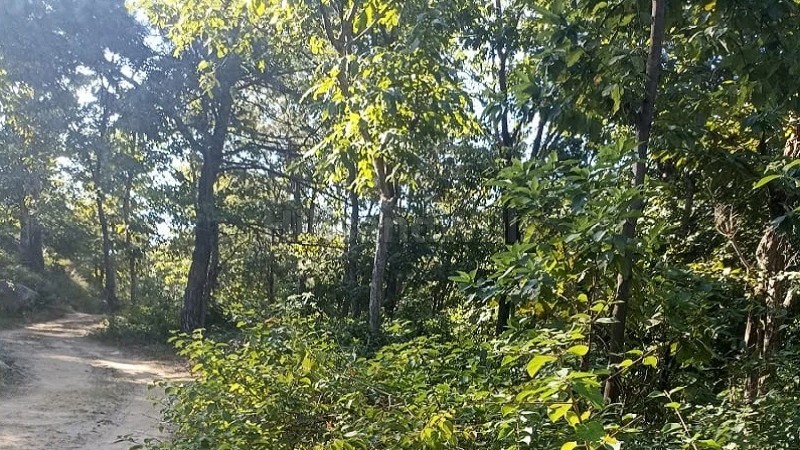 ₹70 Lac&nbsp;|&nbsp;12 bigha agriculture land for sale  in kasauli hills solan