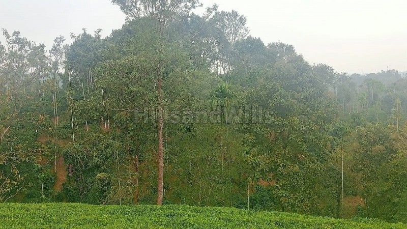 ₹10 Cr | 25 acres coffee estate for sale in chundale wayanad