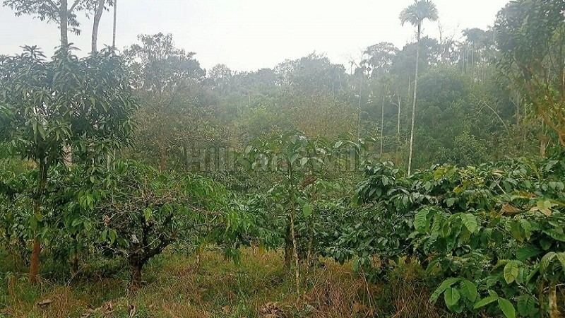 ₹10 Cr | 25 acres coffee estate for sale in chundale wayanad