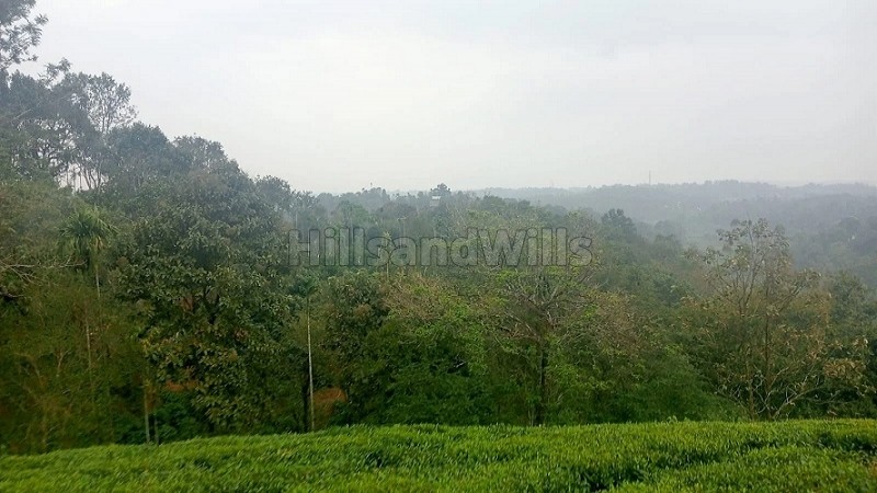 ₹10 Cr | 25 acres coffee estate for sale in chundale wayanad