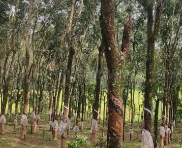 275 cents agriculture land for sale  in nadavayal wayanad