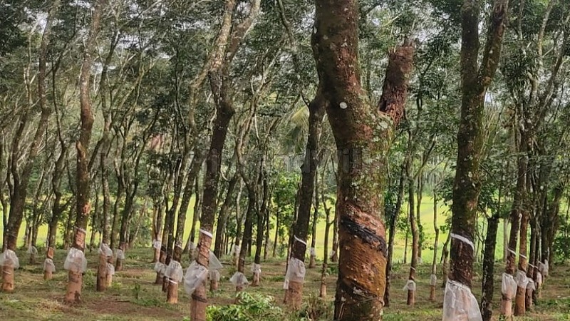 275 cents agriculture land for sale  in nadavayal wayanad