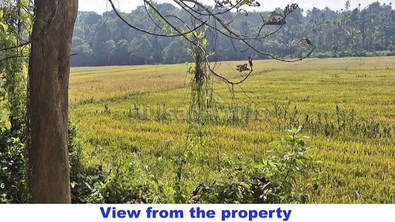 ₹97 Lac&nbsp;|&nbsp;275 cents agriculture land for sale  in nadavayal wayanad