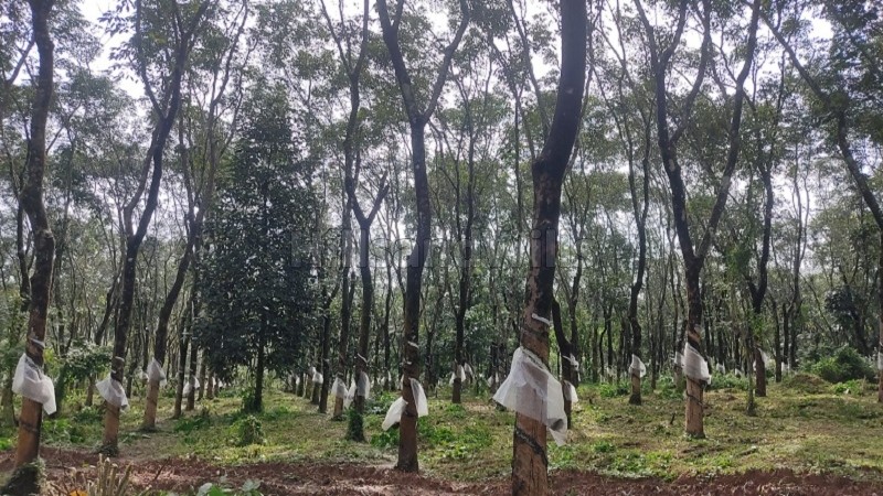 ₹97 Lac&nbsp;|&nbsp;275 cents agriculture land for sale  in nadavayal wayanad