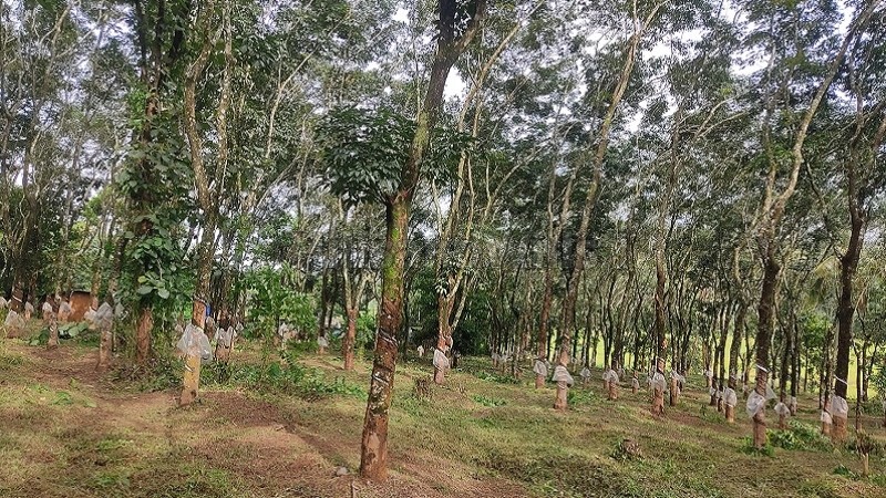 ₹97 Lac&nbsp;|&nbsp;275 cents agriculture land for sale  in nadavayal wayanad