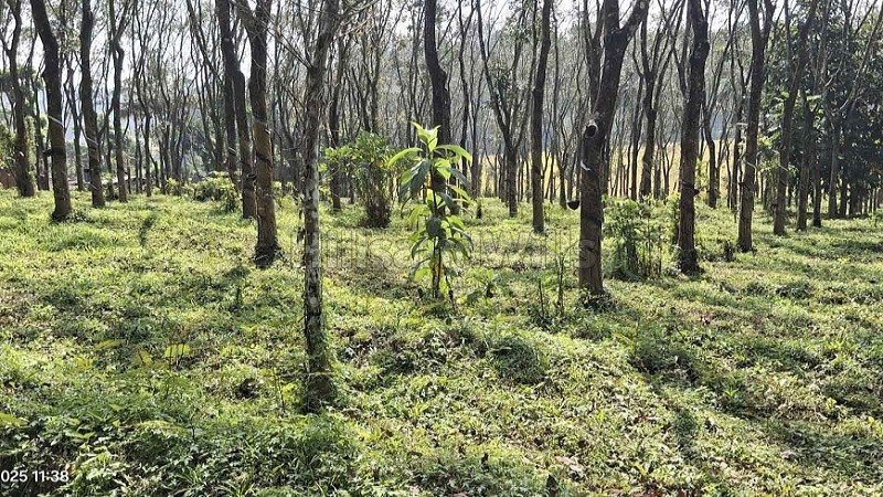 ₹97 Lac&nbsp;|&nbsp;275 cents agriculture land for sale  in nadavayal wayanad