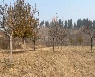 63 kanal  apple orchard for sale  in lachi pora srinagar