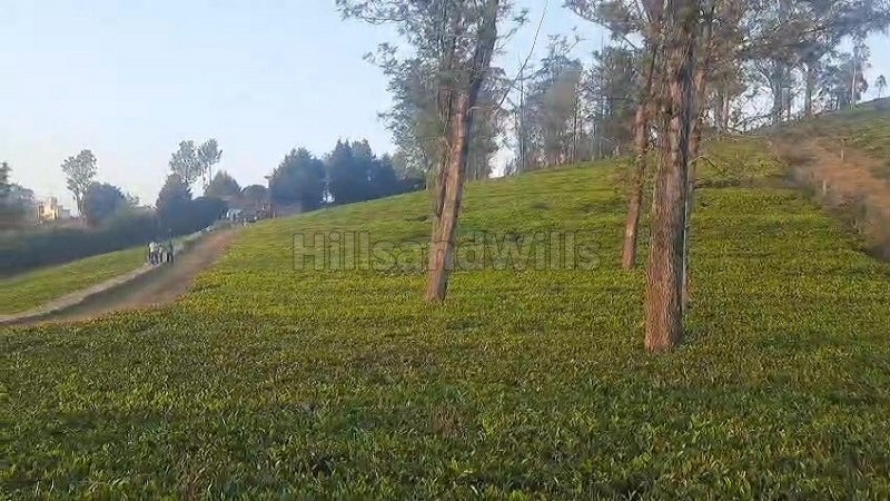 ₹4 Cr | 2 acres tea estate for sale in kotagiri