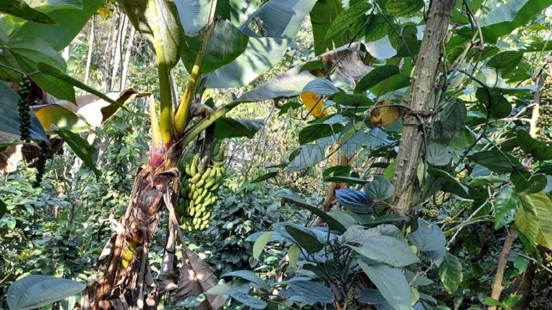 ₹1.50 Cr&nbsp;|&nbsp;60 cents  pepper plantation with house for sale  in marykulam idukki