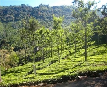 4 acres tea estate for sale  in aravenu kotagiri