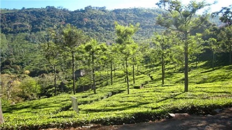 ₹4 Cr | 4 acres tea estate for sale in aravenu kotagiri