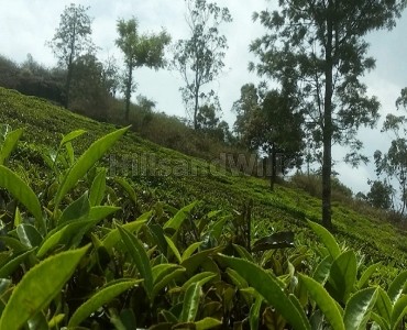 1.5 acres tea estate for sale  in emerald ooty