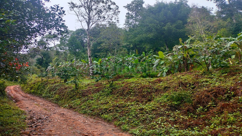 ₹15 Cr&nbsp;|&nbsp;10 acres agriculture land for sale  in madikeri coorg
