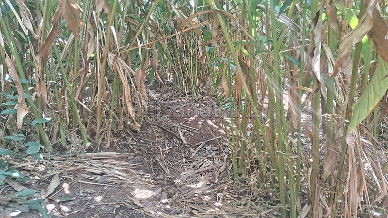 ₹70 Lac&nbsp;|&nbsp;1.54 acres agriculture land for sale  in kattappana idukki