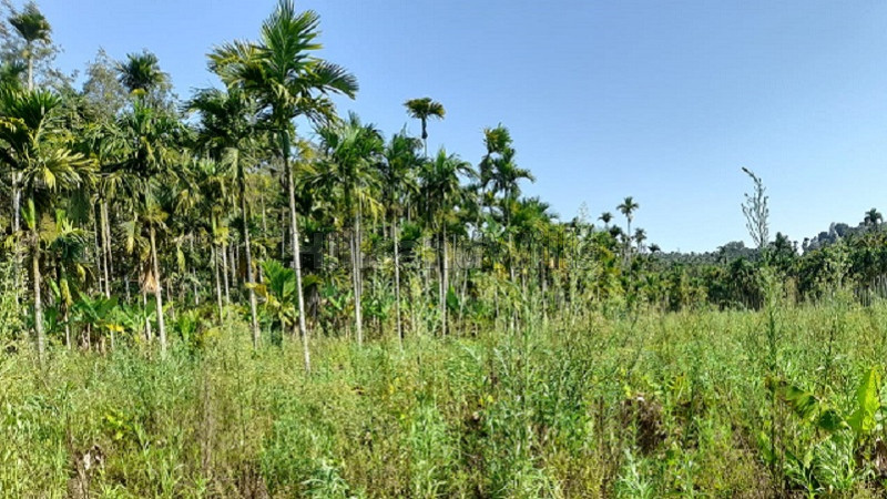 ₹50 Lac&nbsp;|&nbsp;2 acres agriculture land for sale  in sulthan bathery wayanad