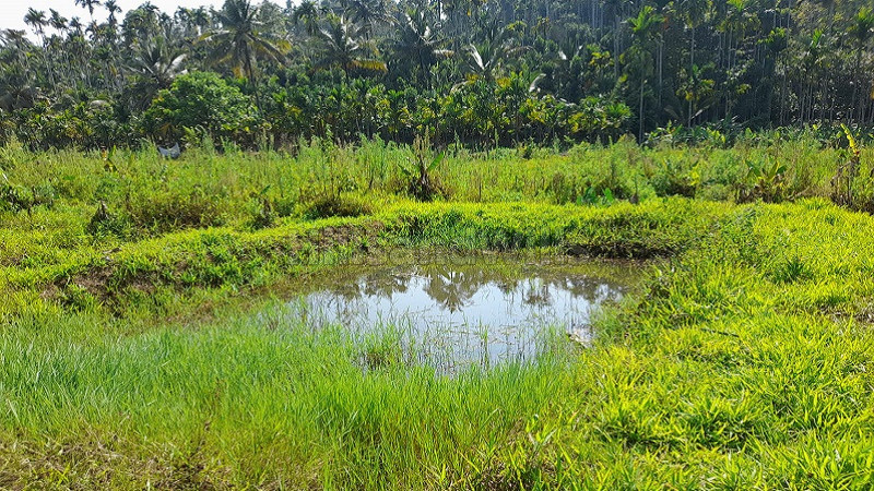 ₹50 Lac&nbsp;|&nbsp;2 acres agriculture land for sale  in sulthan bathery wayanad